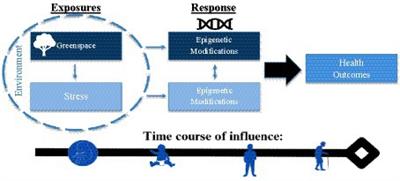 Greenspace, stress, and health: how is epigenetics involved?